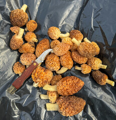 Close-up of morel mushrooms on a black bag