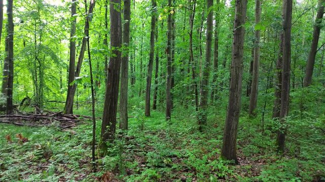 aerial push in green european broadleaf forest