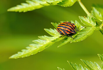 Italian stink bug resting on a leaf 