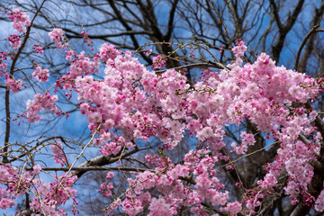 大阪箕面の勝尾寺の桜
