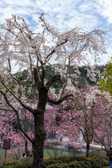 大阪箕面の勝尾寺の桜
