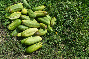 collected large green cucumbers on the ground.
