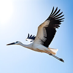 white stork in flight