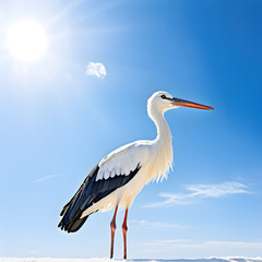 white stork in the sky