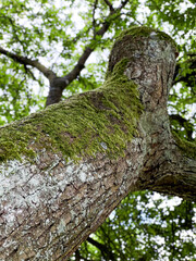 Close up of green moss growing on a tree bark, under view