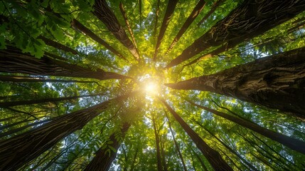 Looking up at tall trees in a lush green forest