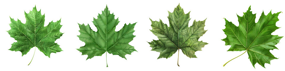 Fototapeta premium Four green maple leaves in various shades of green isolated on a white background, perfect for nature and botanical themes. transparent background