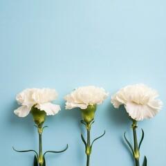 White Carnations on Blue Background - Beautiful Flowers for Spring - Colored Carnation - Background for Mother's Day, Woman's Day, Valentine's Day or Birthday - Space for Copy or Text
