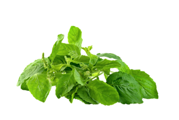 Holy Basil leaf or thai basil or Ocimum sanctum isolated