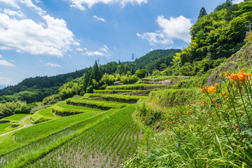 夏の坂折棚田（岐阜県恵那市）