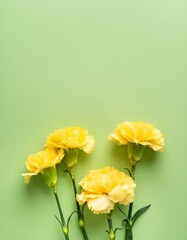 Fototapeta premium Yellow Carnations on Green Background - Beautiful Flowers for Spring - Colored Carnation - Background for Mother's Day, Woman's Day, Valentine's Day or Birthday - Space for Copy or Text