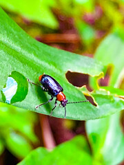 アカクビボソハムシの食事