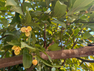 White cheesewood flower blooming on the tree.
