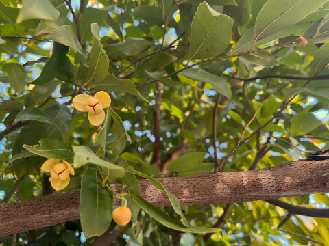 White cheesewood flower blooming on the tree.