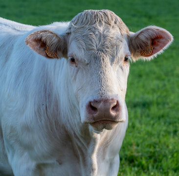 Vache