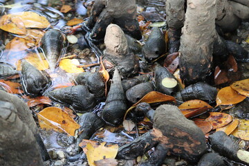 Giant mangrove whelks gather on fallen leaves