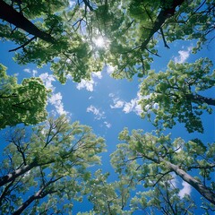 Looking Up At The Blue Sky Through Green Trees