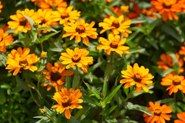 Close-up of Zinnia Angustifolia Kunth flowers at flower bed at Swiss City of Zürich at town square...