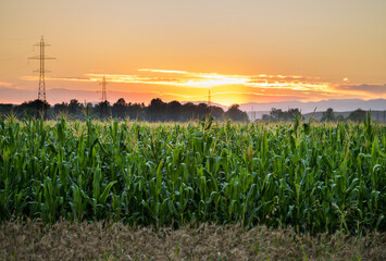 Corn field and sunset. Corn plantations - commercial concept.