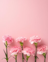 Fototapeta premium Pink Carnations on Pink Background - Beautiful Flowers for Spring - Colored Carnation - Background for Mother's Day, Woman's Day, Valentine's Day or Birthday - Space for Copy or Text