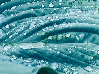 Beautiful green leaf texture with drops of water