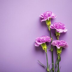 Blue Carnations on Pink Background - Beautiful Flowers for Spring - Colored Carnation - Background for Mother's Day, Woman's Day, Valentine's Day or Birthday - Space for Copy or Text