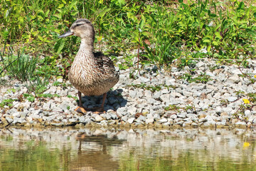Female duck standing on the shore of a tranquil lake under the bright sun