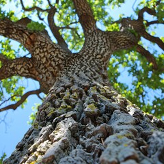 Looking Up at the Bark of a Tree