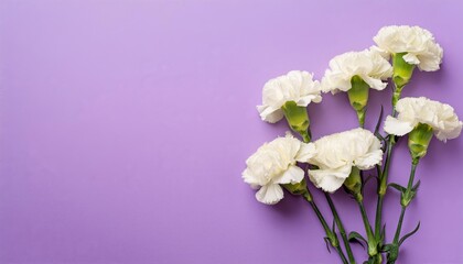 White Carnations on Purple or Lilac Background - Beautiful Flowers for Spring - Colored Carnation - Background for Mother's Day, Woman's Day, Valentine's Day or Birthday - Space for Copy or Text