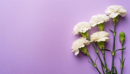 White Carnations on Purple or Lilac Background - Beautiful Flowers for Spring - Colored Carnation - Background for Mother's Day, Woman's Day, Valentine's Day or Birthday - Space for Copy or Text
