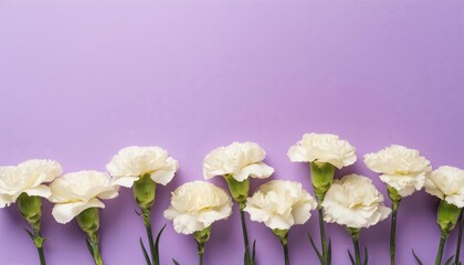 White Carnations on Purple or Lilac Background - Beautiful Flowers for Spring - Colored Carnation - Background for Mother's Day, Woman's Day, Valentine's Day or Birthday - Space for Copy or Text