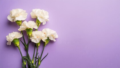 White Carnations on Purple or Lilac Background - Beautiful Flowers for Spring - Colored Carnation - Background for Mother's Day, Woman's Day, Valentine's Day or Birthday - Space for Copy or Text