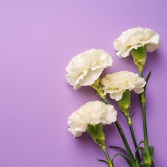 Fototapeta premium White Carnations on Purple or Lilac Background - Beautiful Flowers for Spring - Colored Carnation - Background for Mother's Day, Woman's Day, Valentine's Day or Birthday - Space for Copy or Text