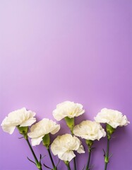 White Carnations on Purple or Lilac Background - Beautiful Flowers for Spring - Colored Carnation - Background for Mother's Day, Woman's Day, Valentine's Day or Birthday - Space for Copy or Text