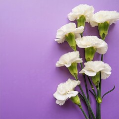Fototapeta premium White Carnations on Purple or Lilac Background - Beautiful Flowers for Spring - Colored Carnation - Background for Mother's Day, Woman's Day, Valentine's Day or Birthday - Space for Copy or Text