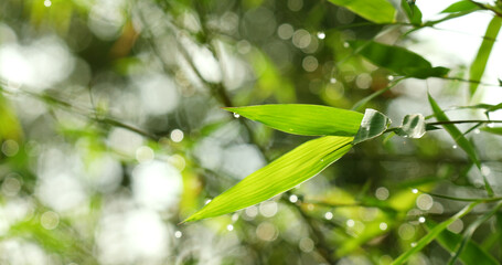 Selection focus of bamboo leaf in the sunlight morning swaying on wind. Nature fresh green background for zen meditation and garden design concept.