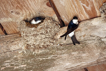 hirondelles sous le plafond © helenedevun