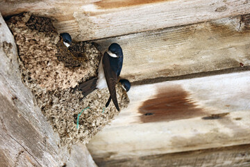 maman est revenue au nid © helenedevun