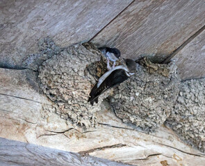 c'est l heure de la becquée © helenedevun