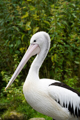 Die Pelikane (Pelecanidae, Pelecanus) sind eine Familie und Gattung von Wasservögeln und Namensgeber der Ordnung Pelecaniformes. (WIKI)