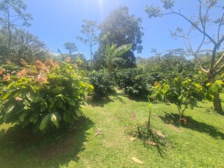 coffee plantation field with very strong sunlight in Costa Rica, Central America