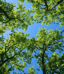 Fototapeta premium Looking Up at the Canopy of Trees