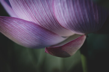 夏の古代蓮　古河総合公園（古河公方公園）