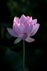 夏の古代蓮　古河総合公園（古河公方公園）