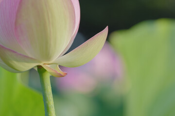 夏の古代蓮　古河総合公園（古河公方公園）