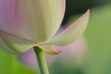 夏の古代蓮　古河総合公園（古河公方公園）