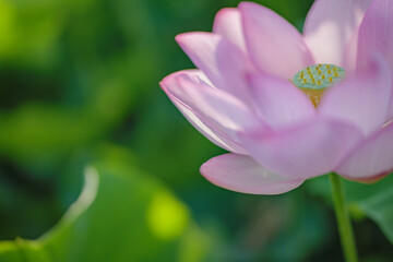 Fototapeta premium 夏の古代蓮 古河総合公園（古河公方公園）