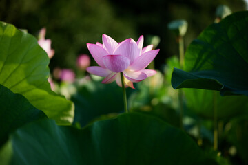 Fototapeta premium 夏の古代蓮 古河総合公園（古河公方公園）