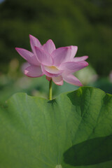 Fototapeta premium 夏の古代蓮 古河総合公園（古河公方公園）