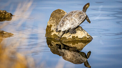 great crested grebe